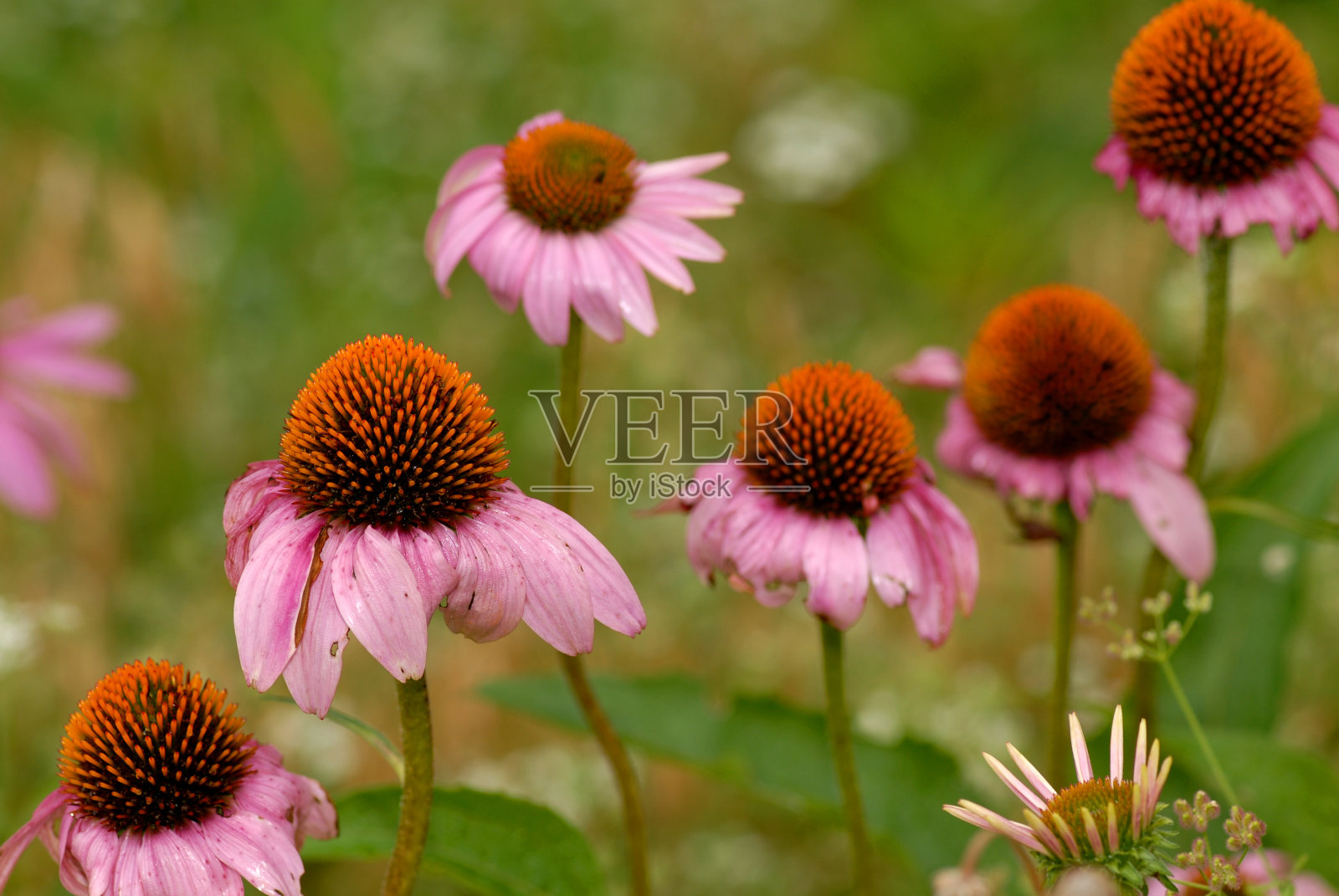 松果菊照片摄影图片