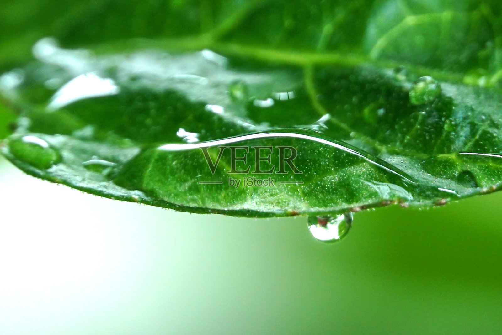 树叶上的水滴照片摄影图片