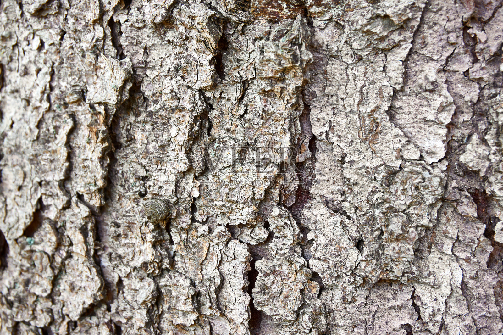 橡树树皮的纹理在阳光的照射下龟裂。照片摄影图片