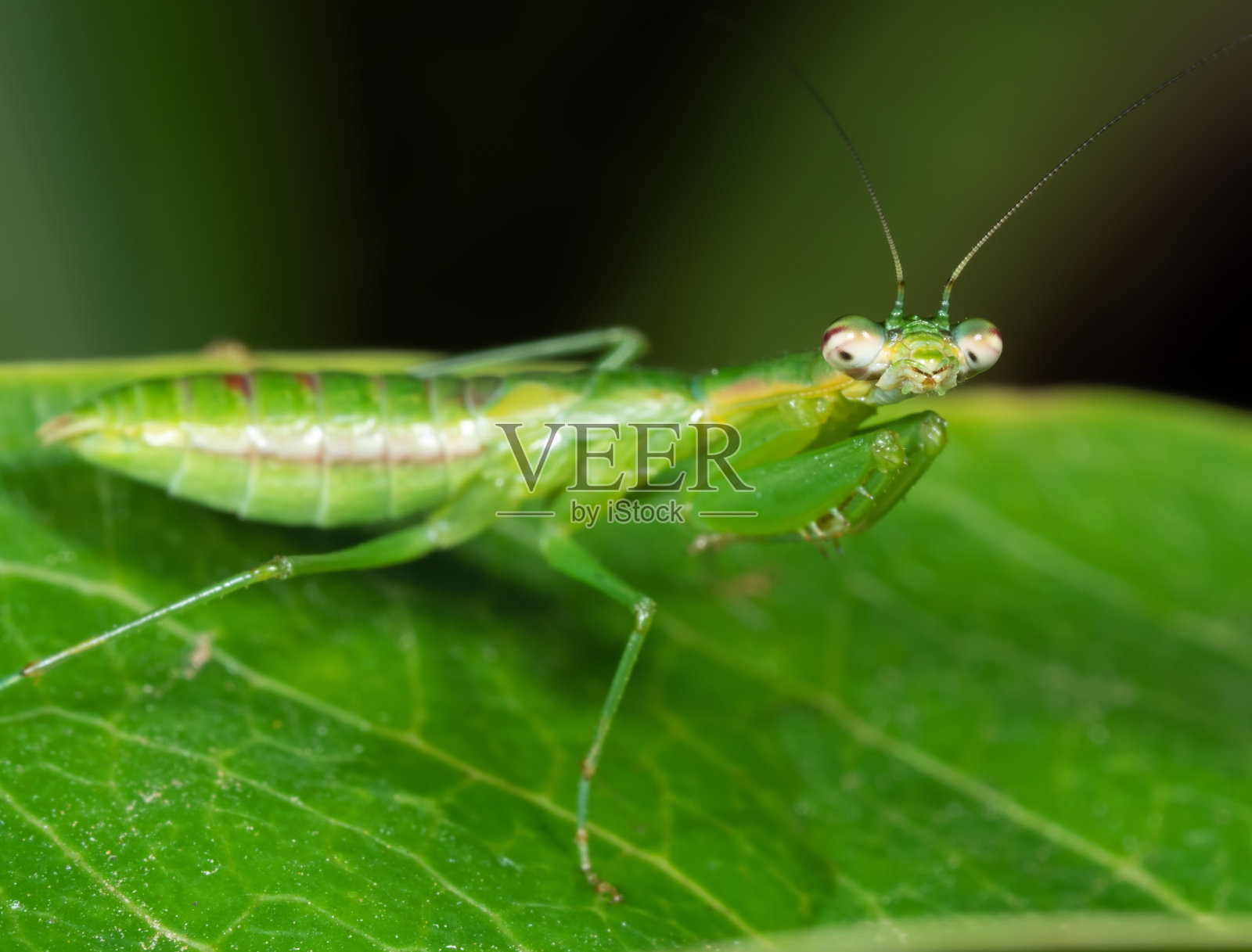 螳螂伪装在绿叶上的微距照片，选择性聚焦在头部照片摄影图片