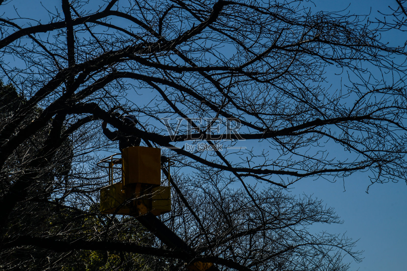 你需要清理樱桃树的人照片摄影图片
