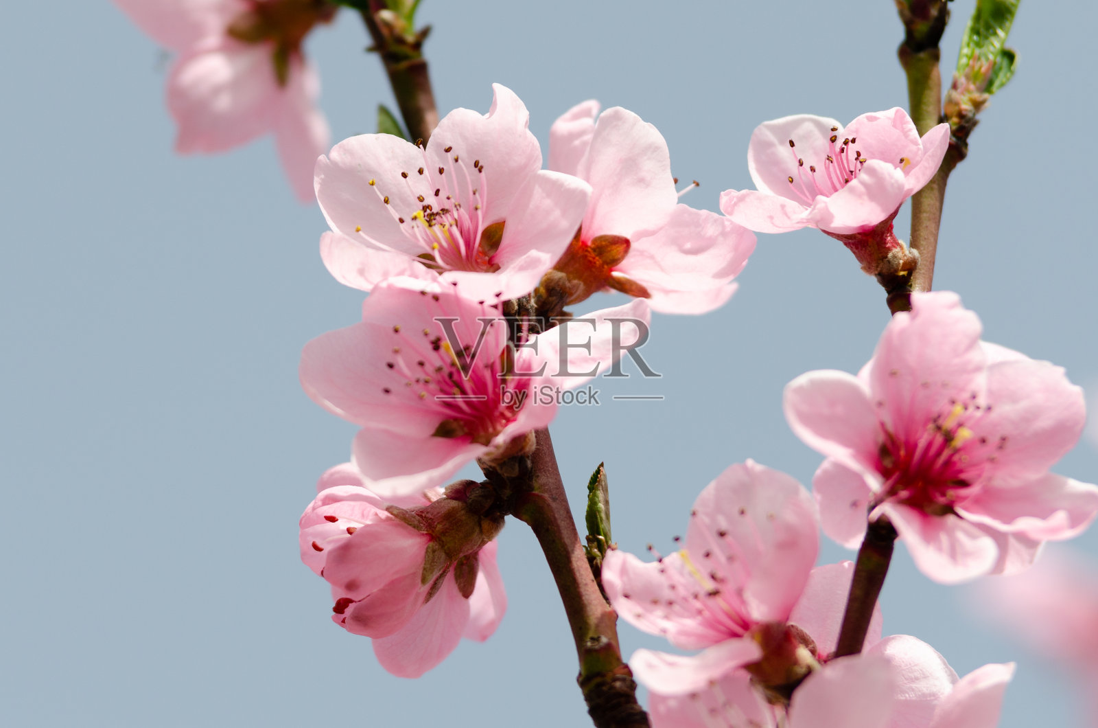 美丽的桃花照片摄影图片
