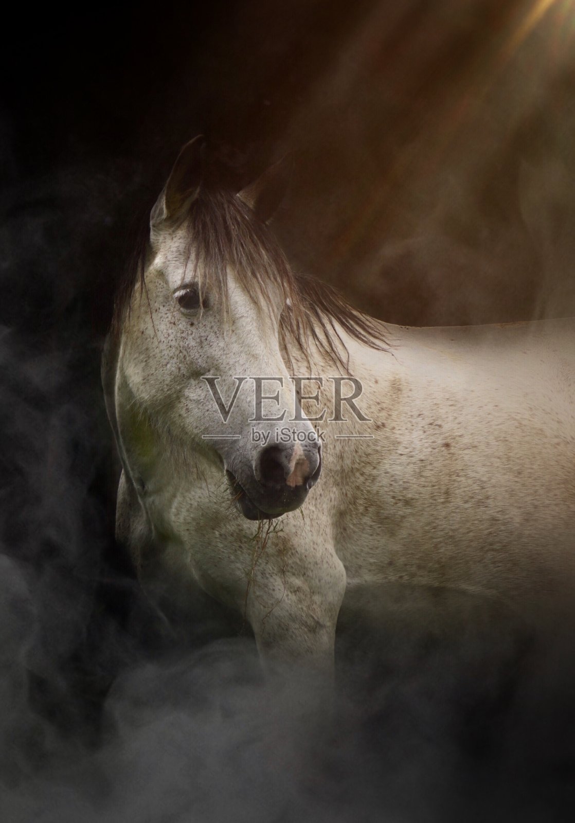 美丽的马在大自然的山上照片摄影图片