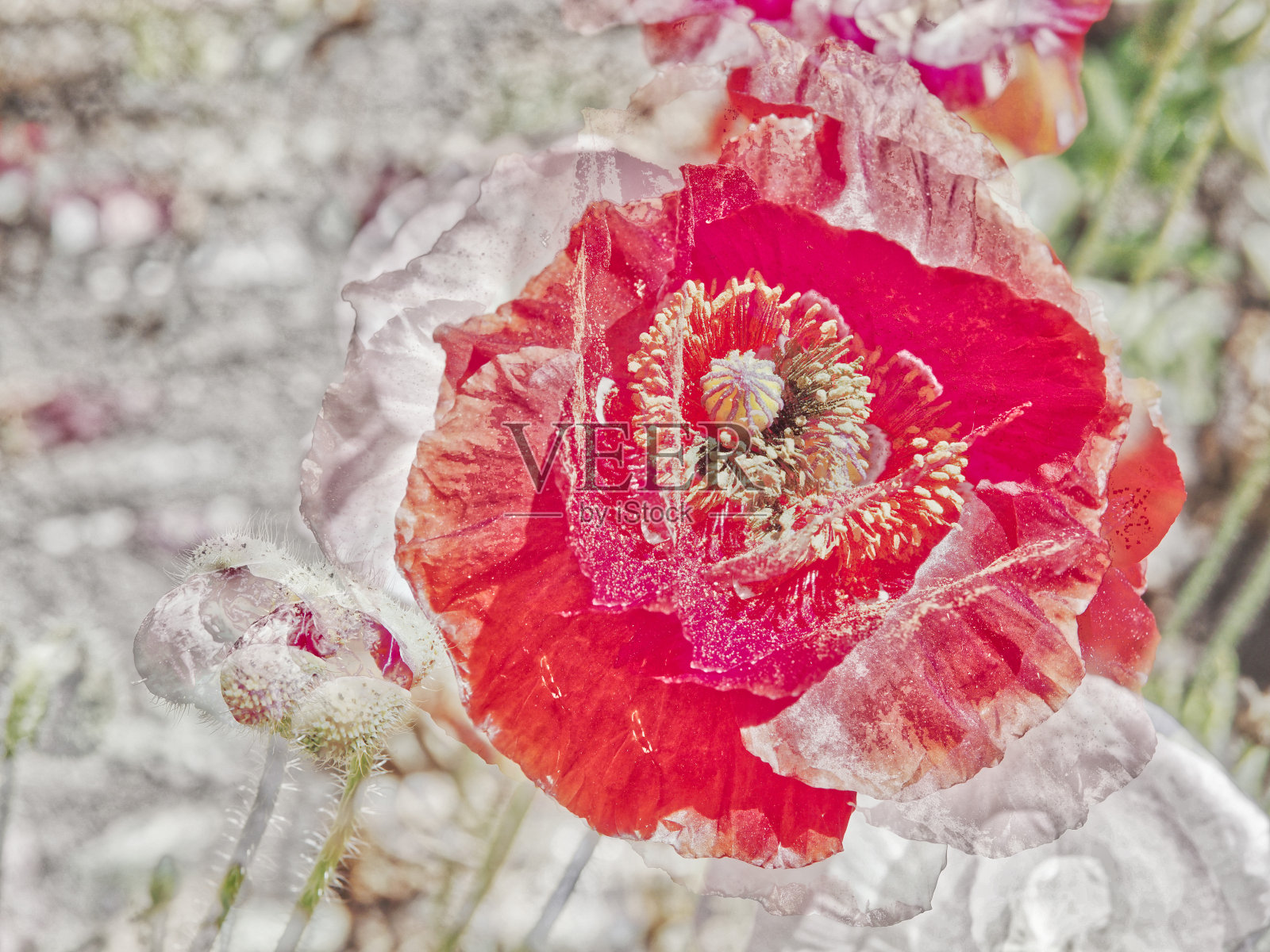 在温暖的春天，阳光明媚，风大的中午，盛开的罂粟花和自然背景的混合形象。照片摄影图片