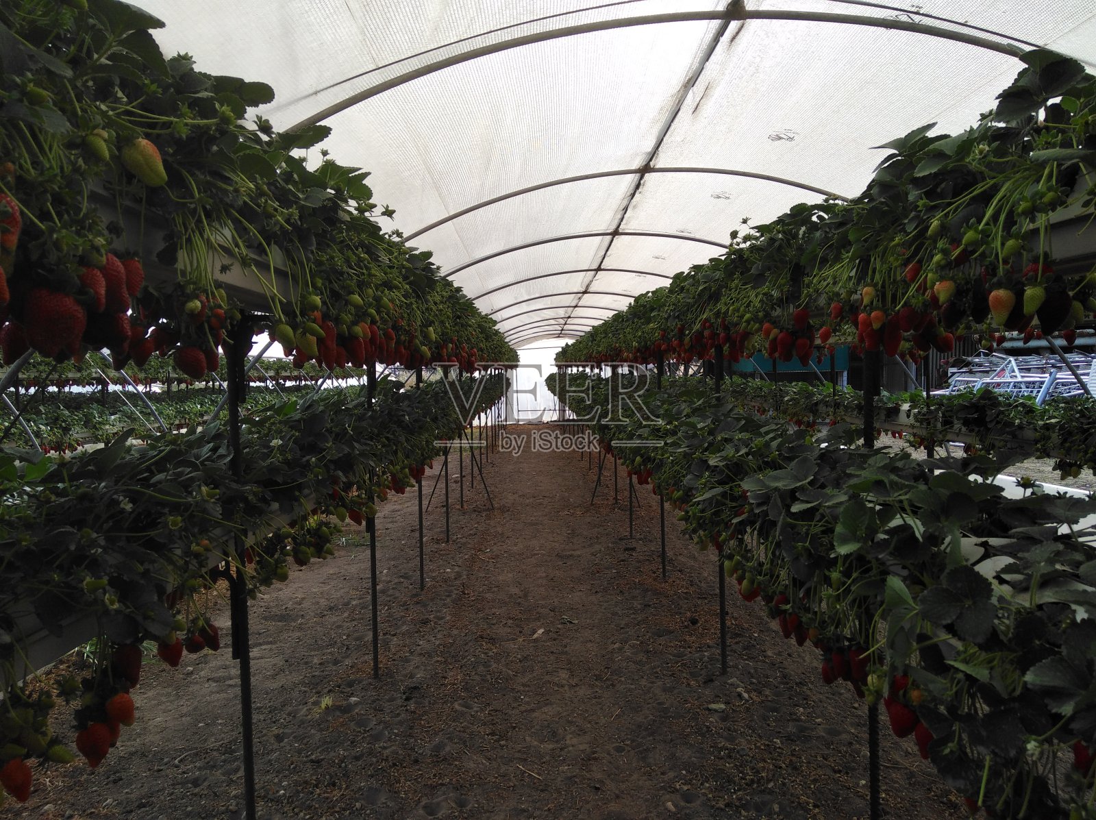 温室里美丽的草莓照片摄影图片