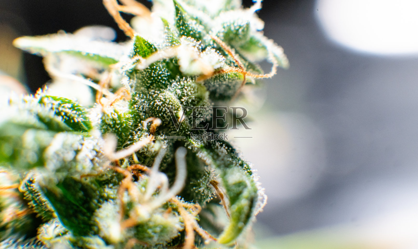 大麻毛状体特写。医疗收获照片摄影图片