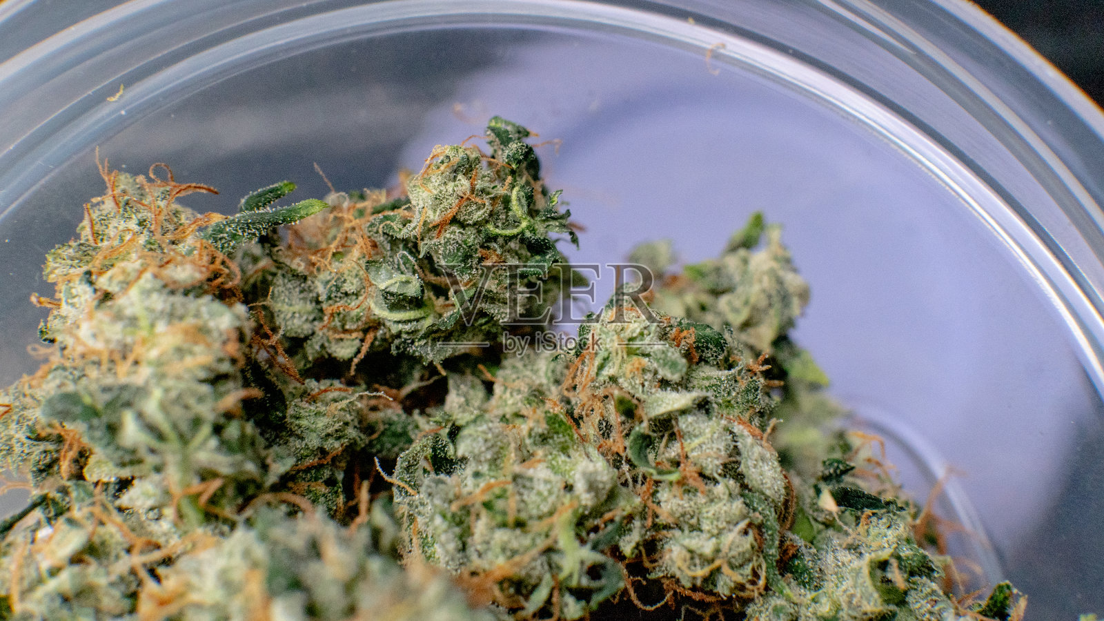 修剪大麻过程特写照片摄影图片