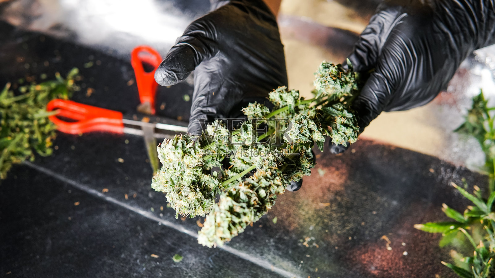 近距离修剪医用大麻的花蕾。照片摄影图片