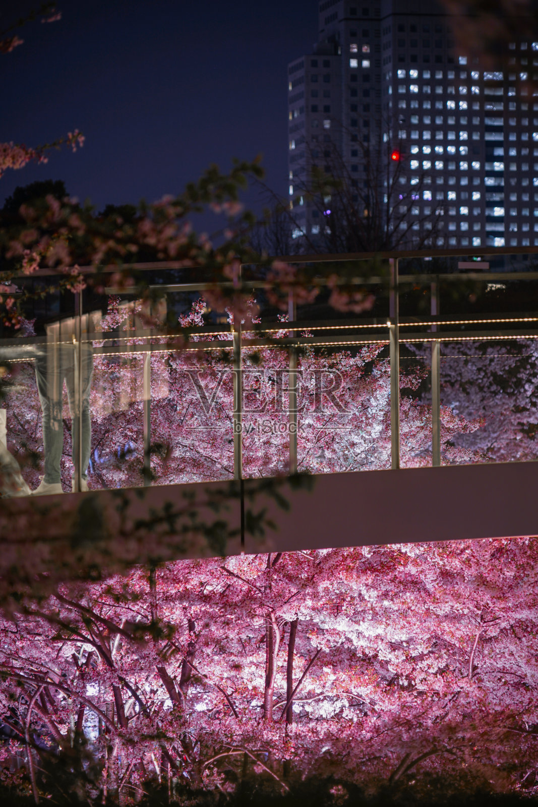 人们欣赏樱花照片摄影图片