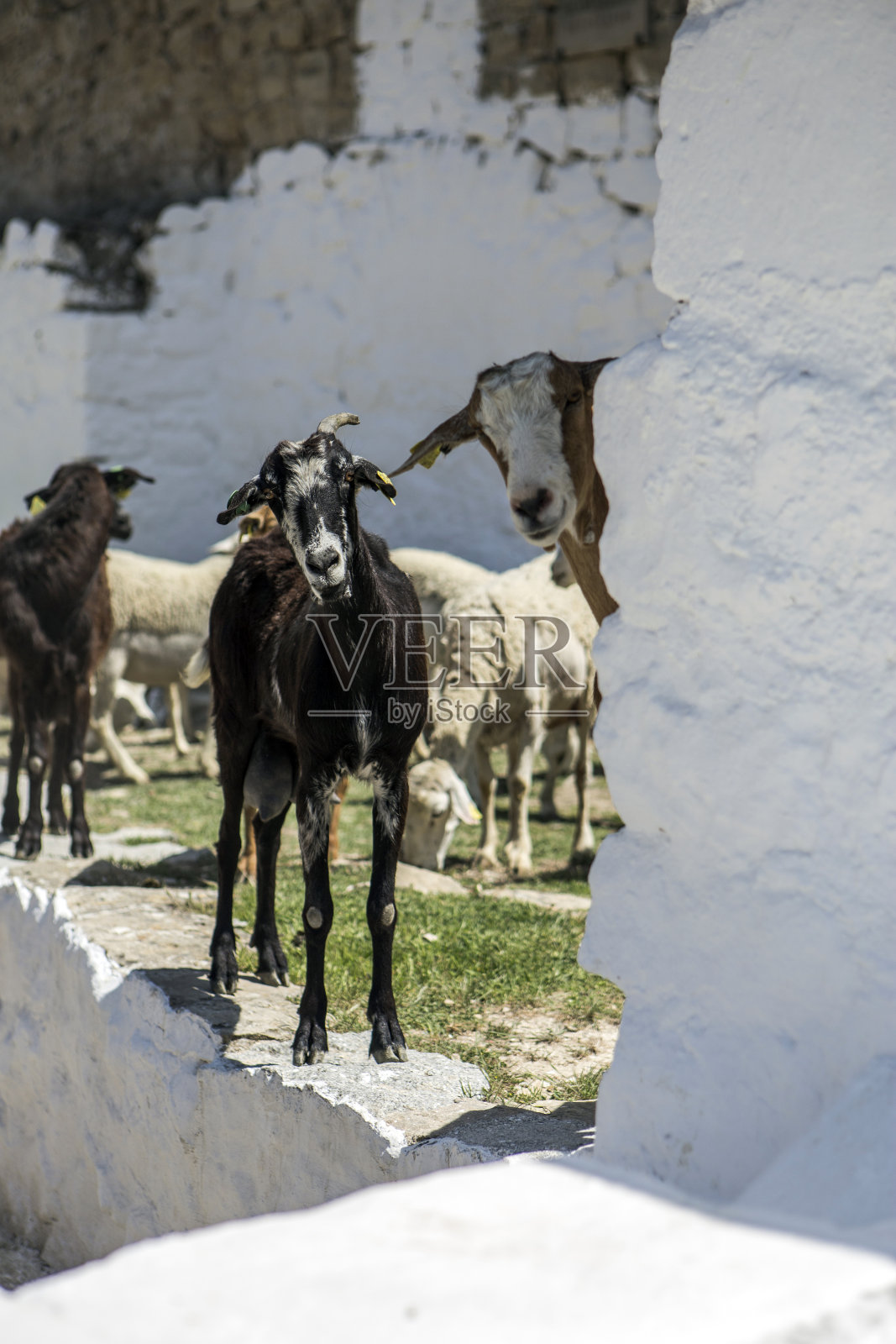 西班牙安达卢西亚，一群山羊在萨比奥特城堡附近的水坑里饮水照片摄影图片