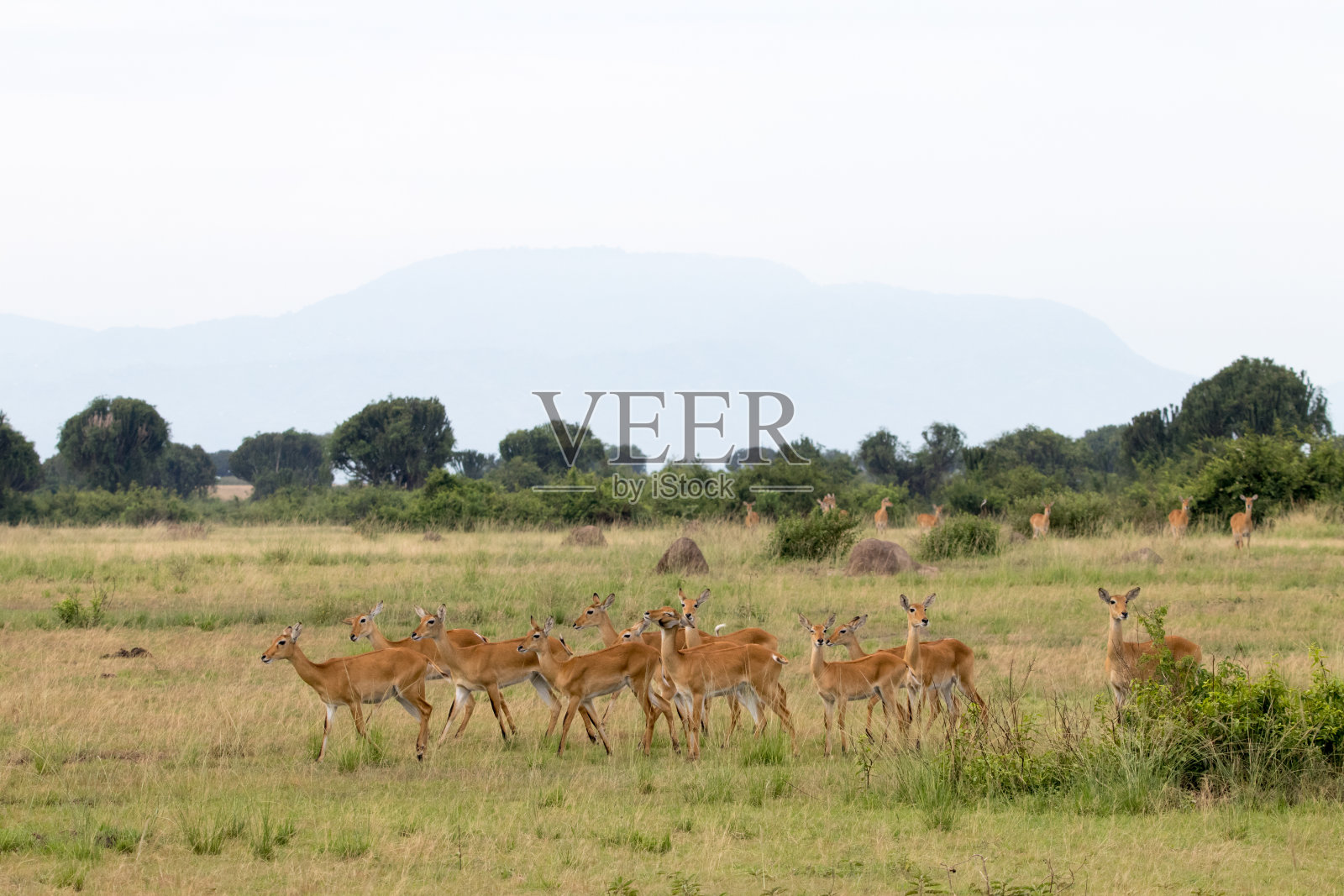 热带大草原上的一群雌性山兔照片摄影图片