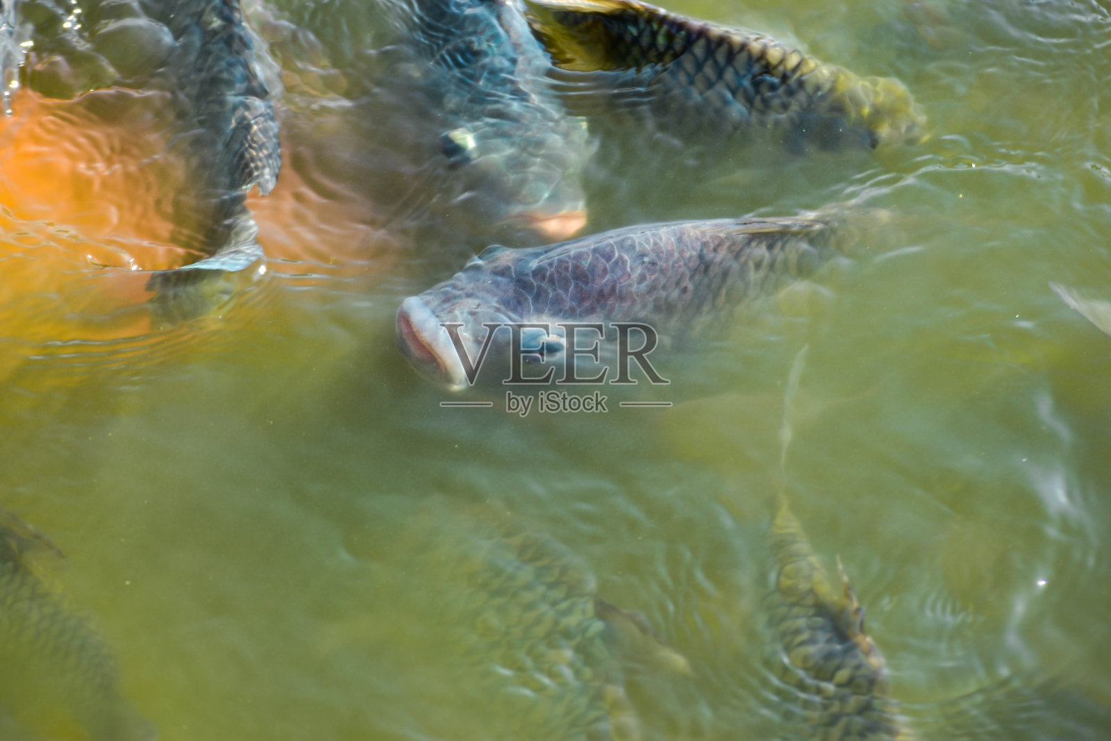 尼罗河罗非鱼，淡水鱼，生长迅速，具有经济价值照片摄影图片