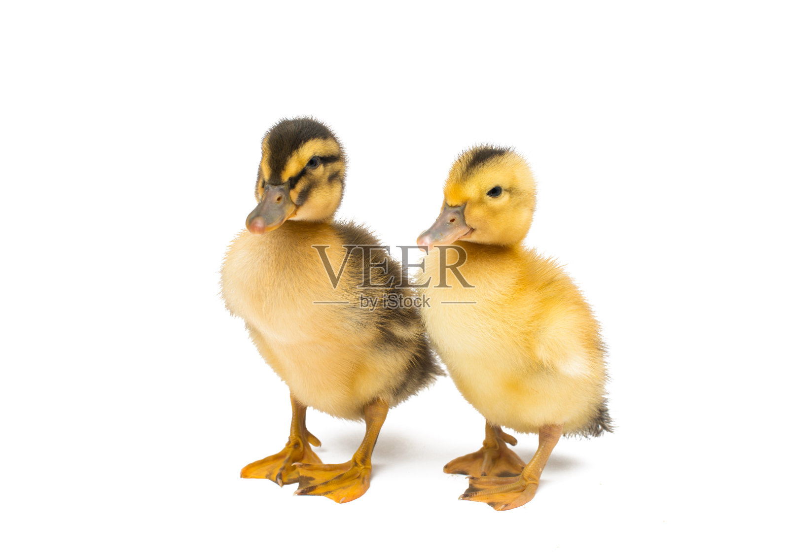 小的幼鹅孤立照片摄影图片