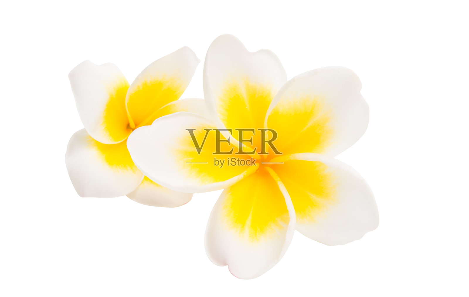 plumeria花孤立照片摄影图片