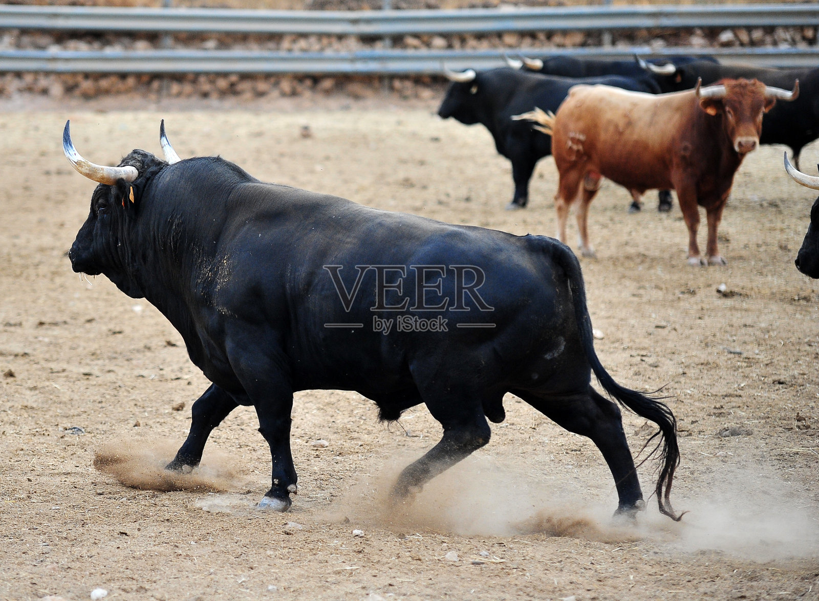公牛在养牛照片摄影图片