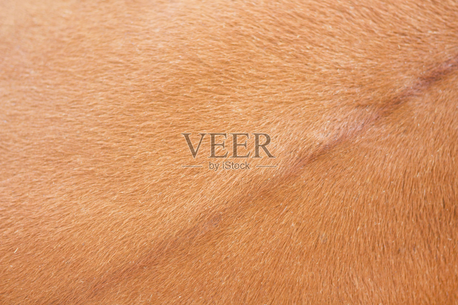 真实的红奶牛皮纹理，自然抽象图案动物背景照片摄影图片