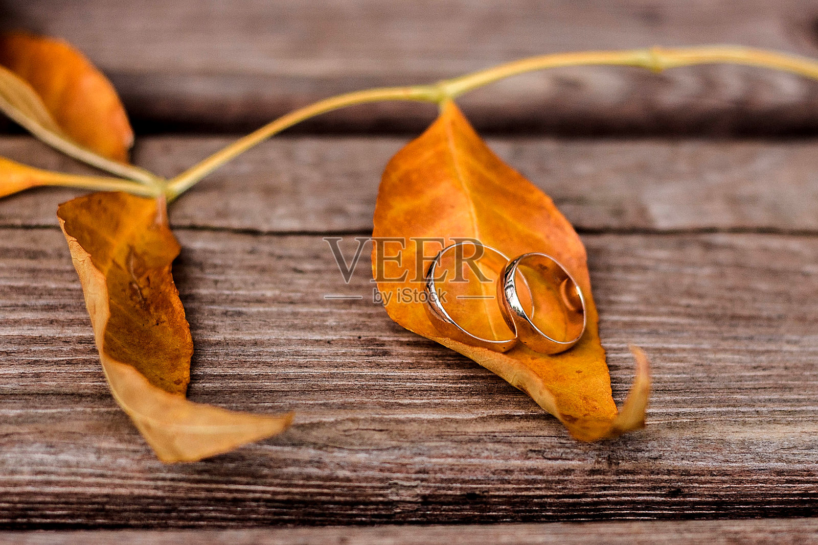 金婚戒戴在枫叶上照片摄影图片