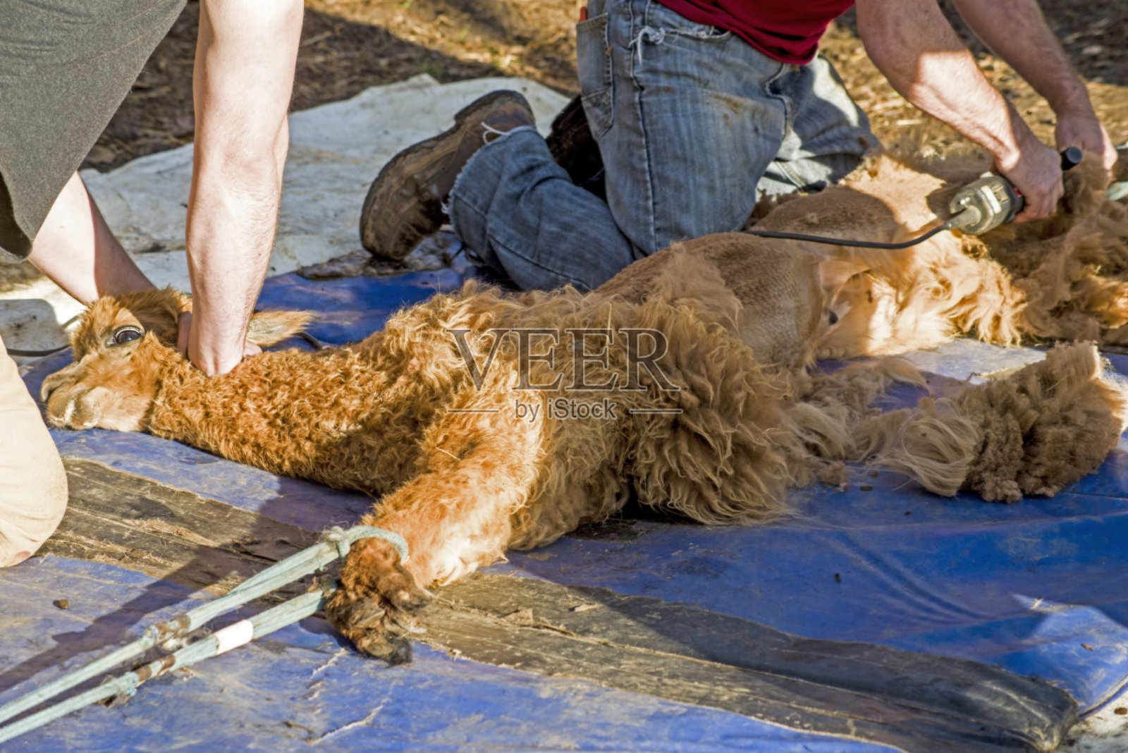 正在为夏天剪羊毛的羊驼。照片摄影图片