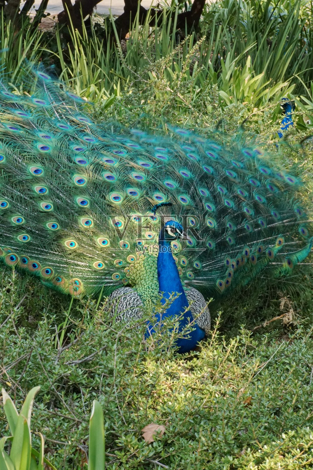 孔雀展示照片摄影图片