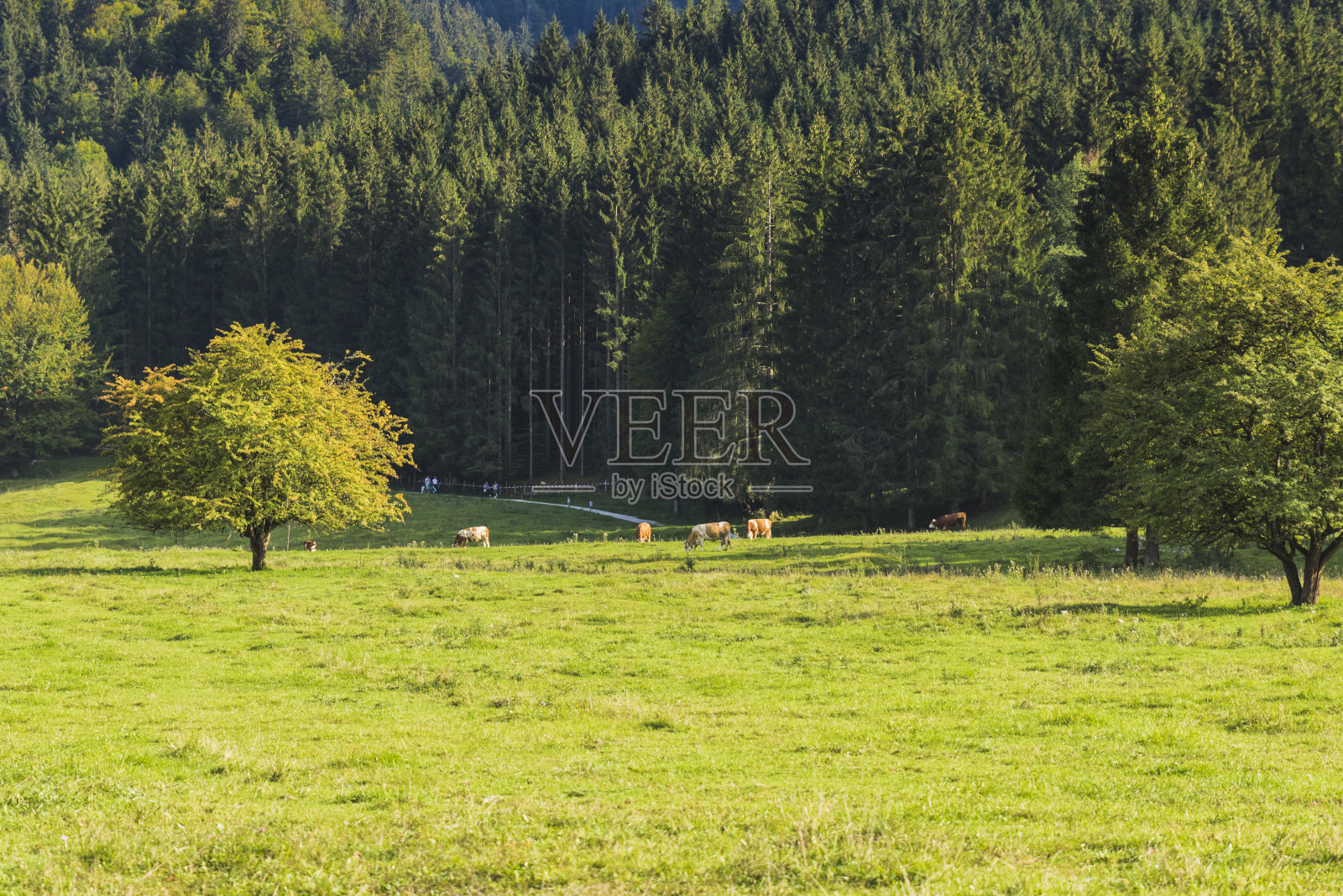 森林旁边的绿色草地照片摄影图片