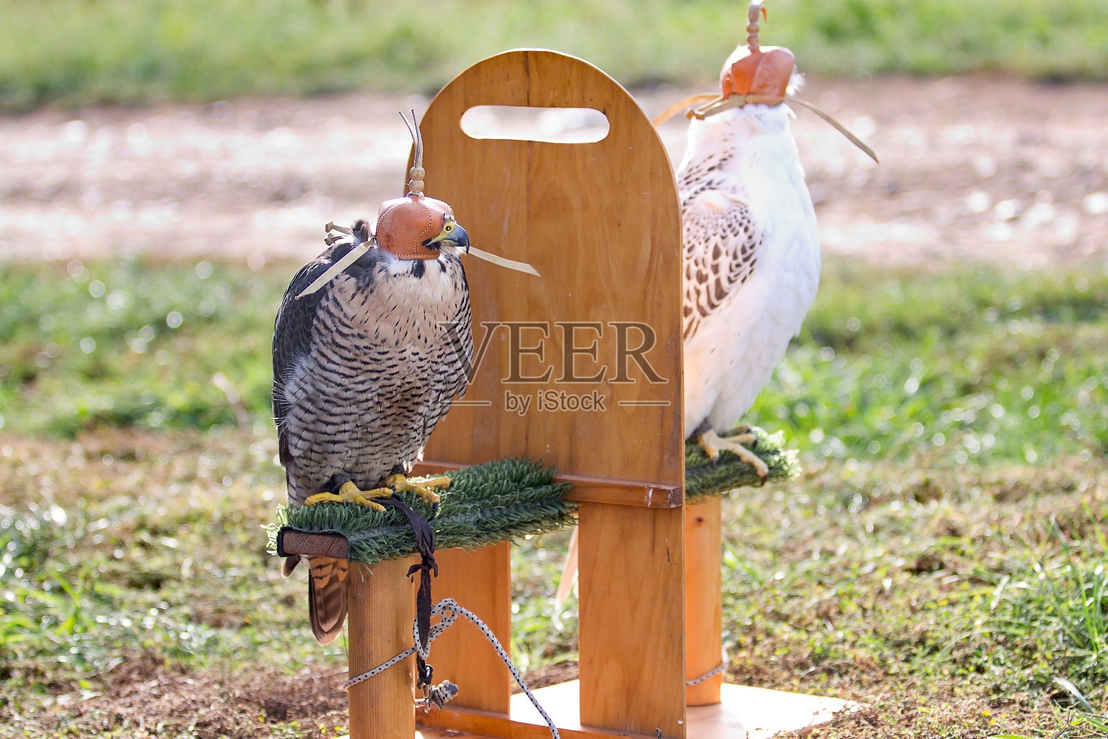 两个猎鹰照片摄影图片