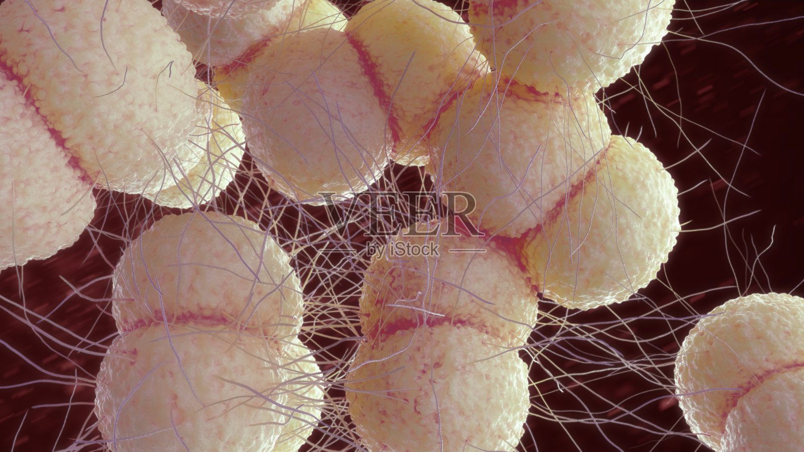 淋病细菌3d插图照片摄影图片