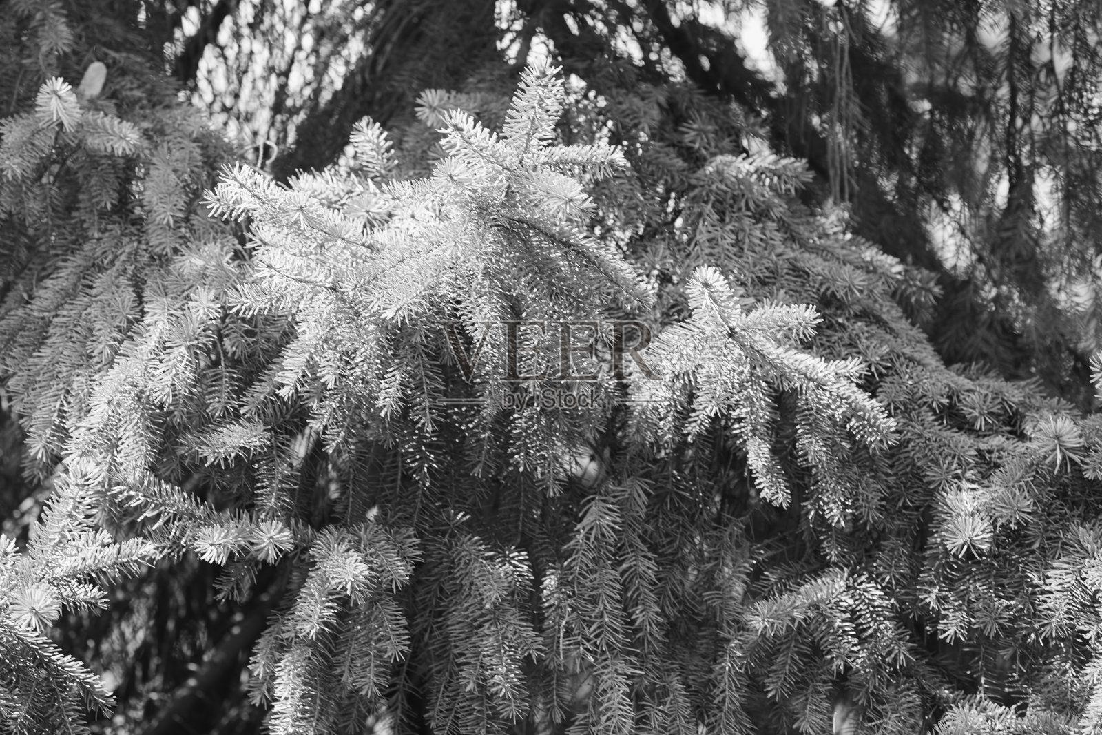 针叶树分支照片摄影图片