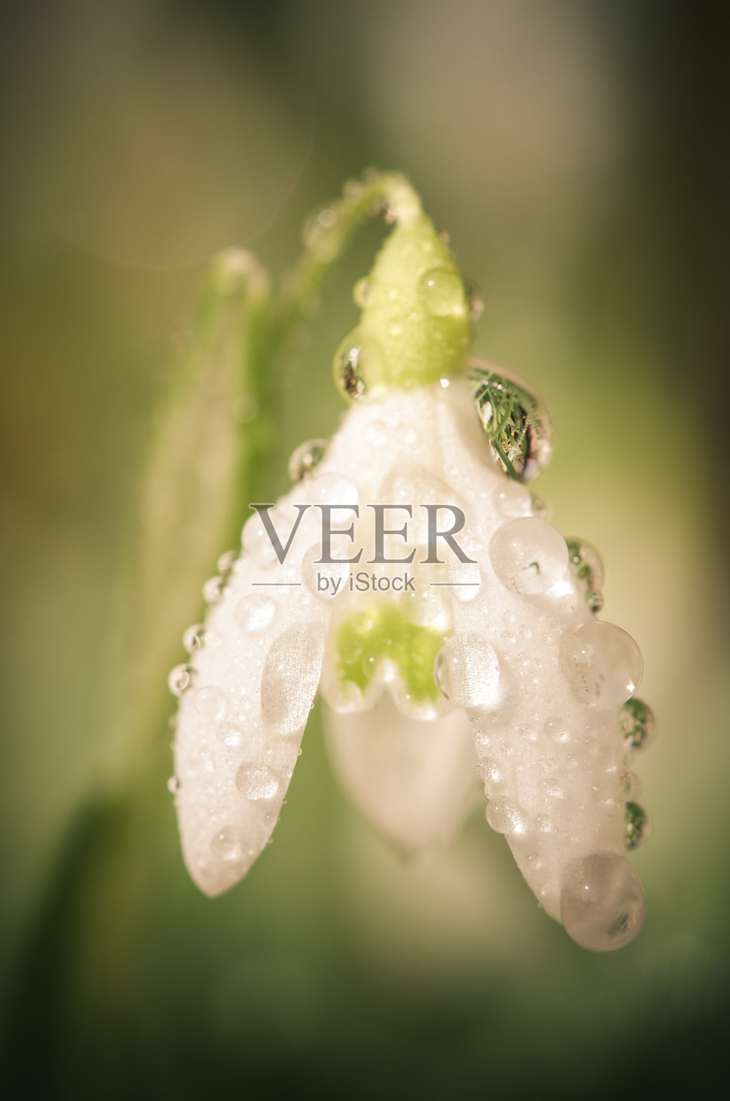 带水滴的白色雪滴花微距照片摄影图片