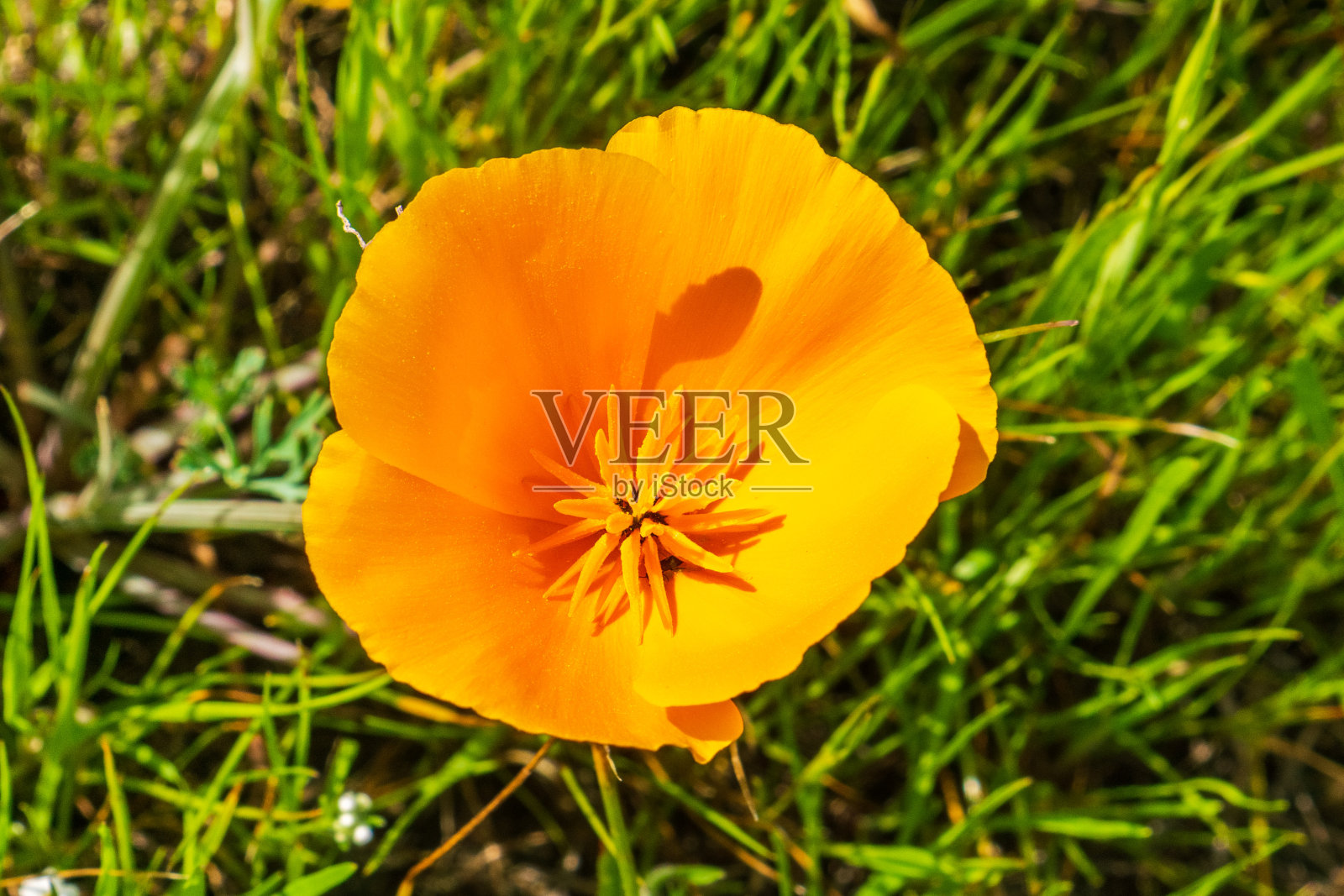 加利福尼亚罂粟(Eschscholzia California)特写照片摄影图片