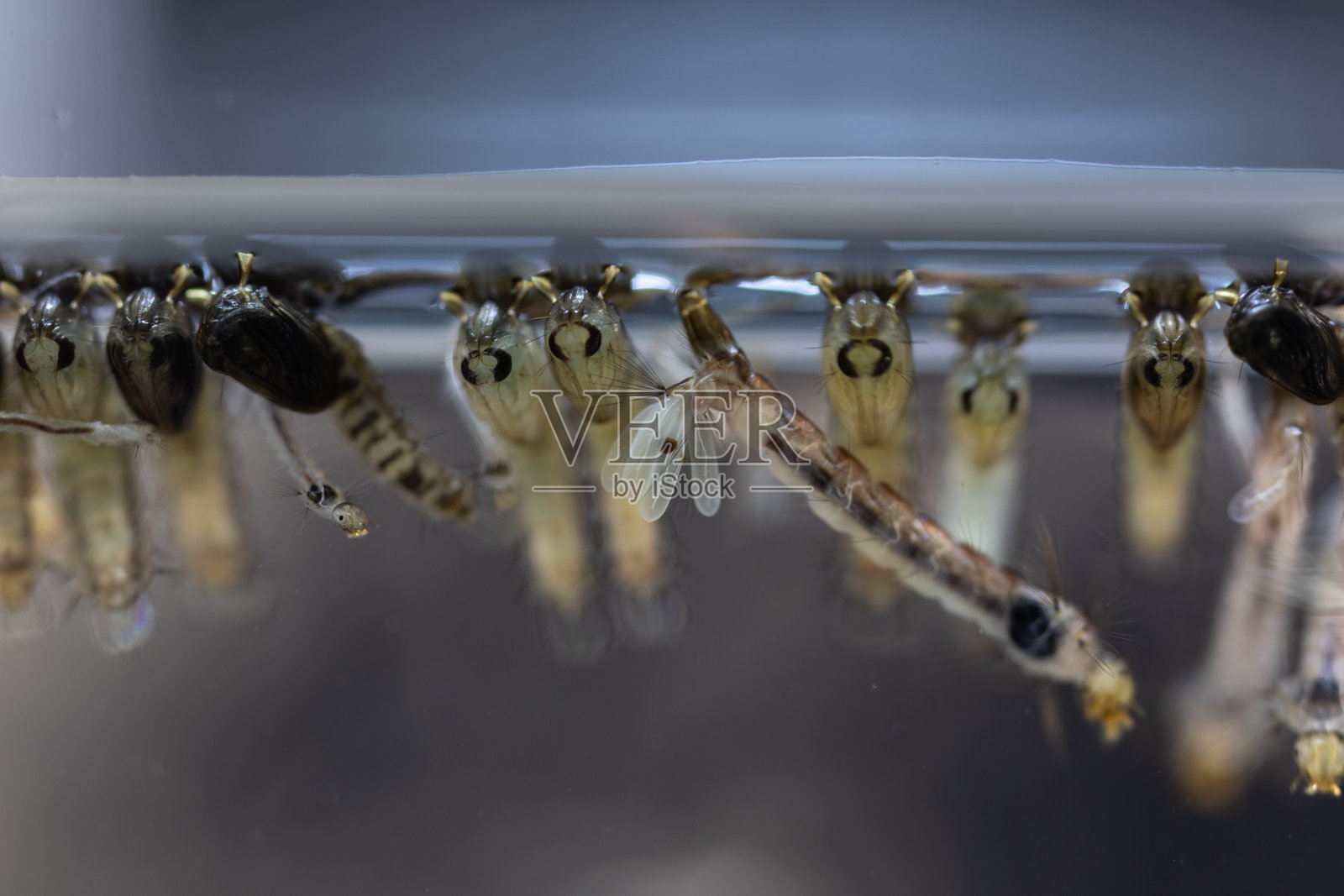 蚊幼虫，双翅目，按蚊属(蚊幼虫)在水中教育。照片摄影图片