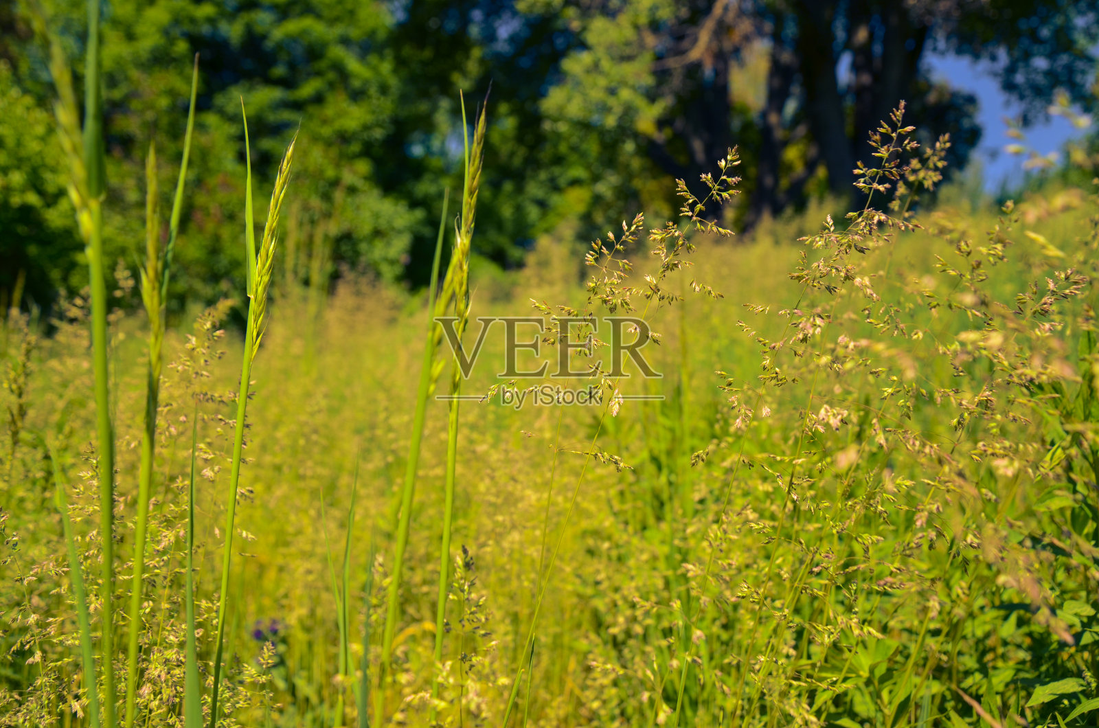 春天草地上的毛茛照片摄影图片