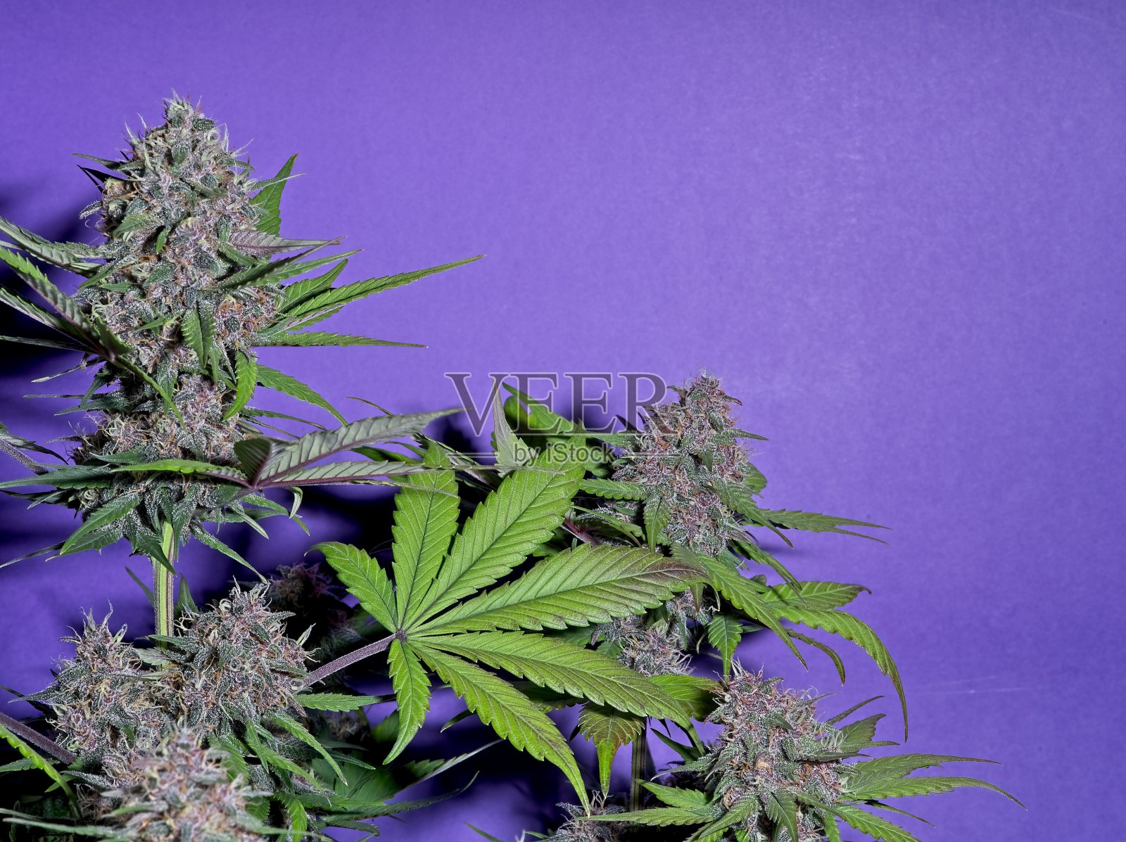 绿色和红色的大麻雌植物的顶芽照片摄影图片