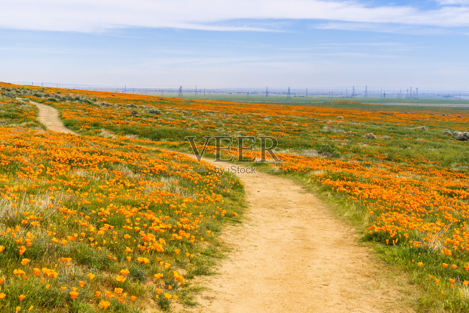 在羚羊谷的小径加利福尼亚罂粟保护区在盛开的时间照片摄影图片