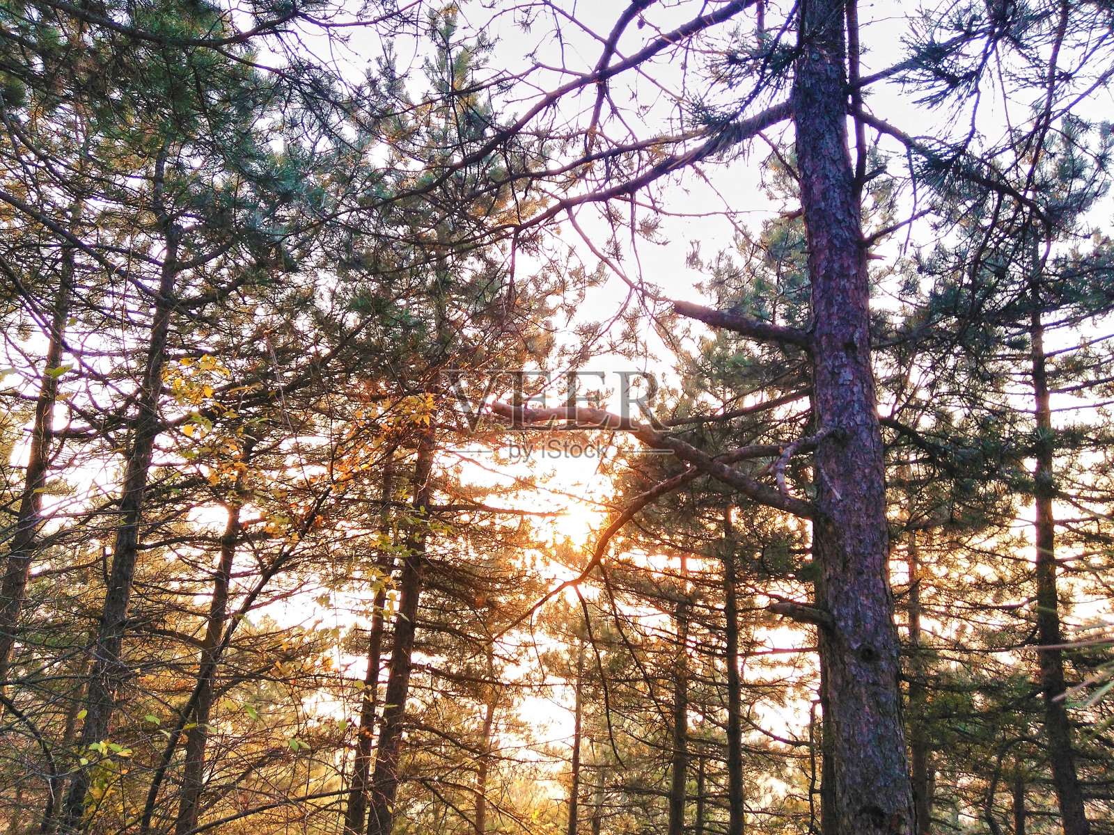 森林松日落照片摄影图片