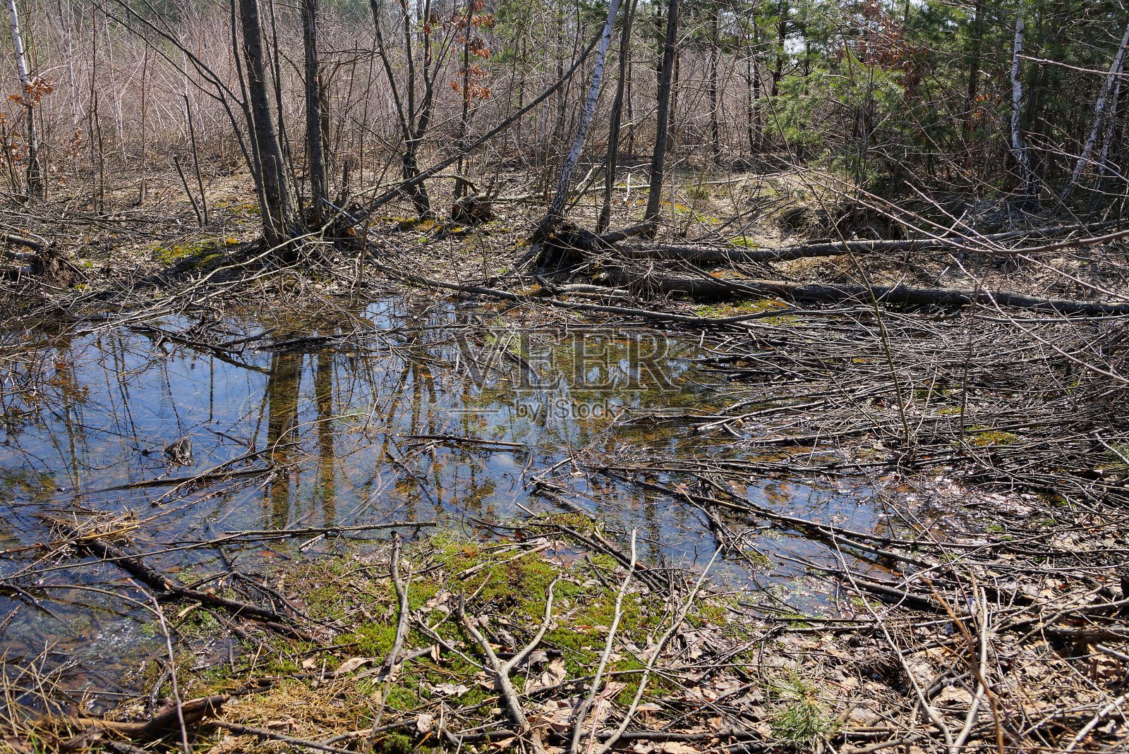 大水坑中间的绿色苔藓干燥的植被和树木在春天的森林照片摄影图片