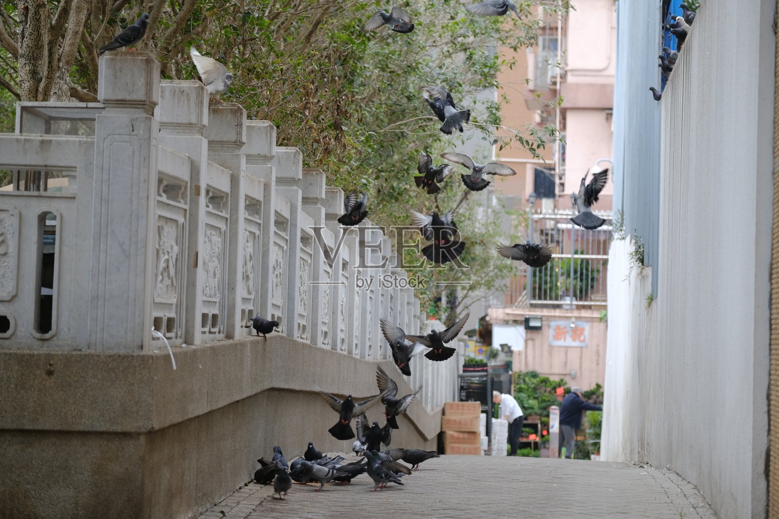街上有鸽子照片摄影图片