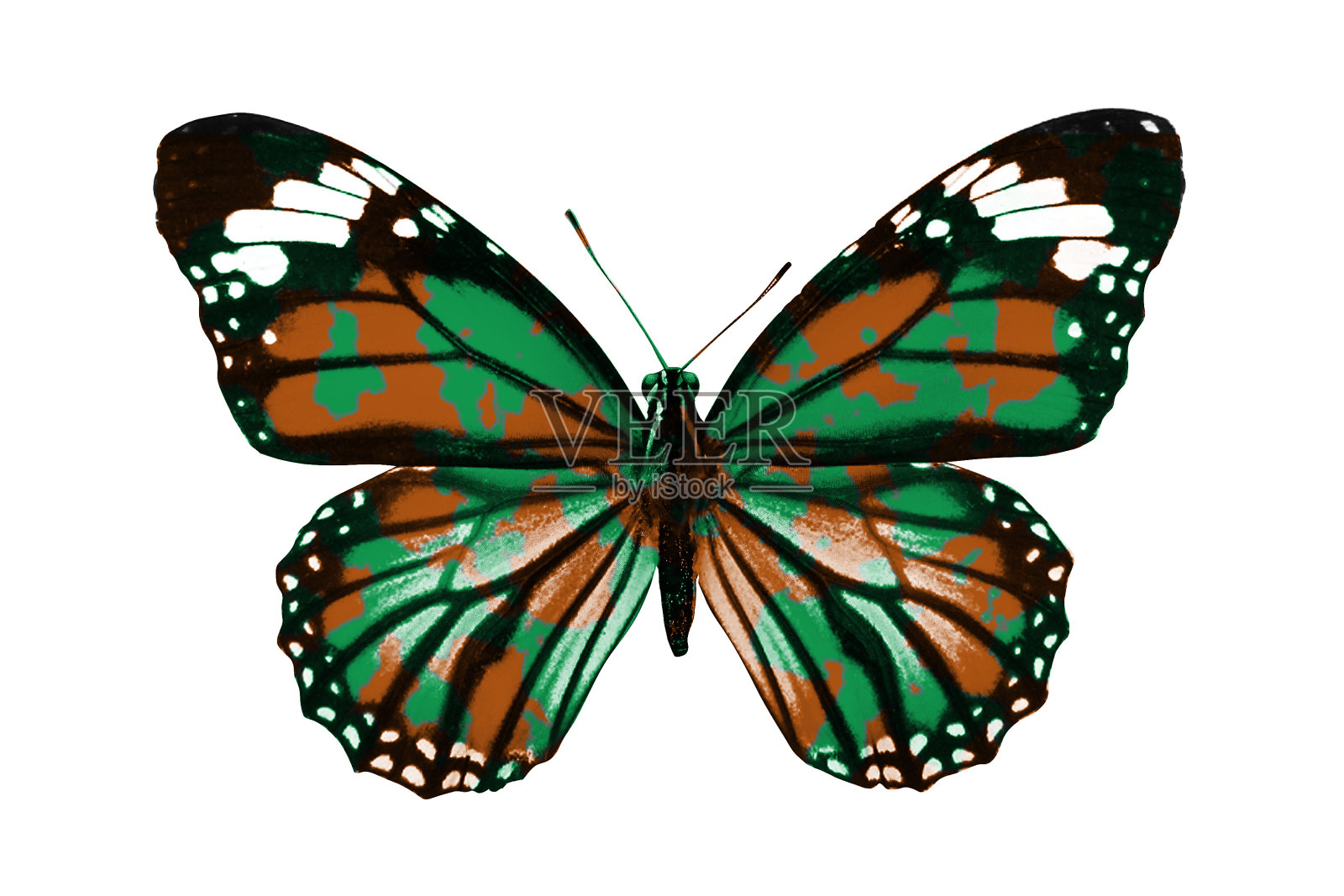 军事上的蝴蝶。在白色背景上隔离照片摄影图片