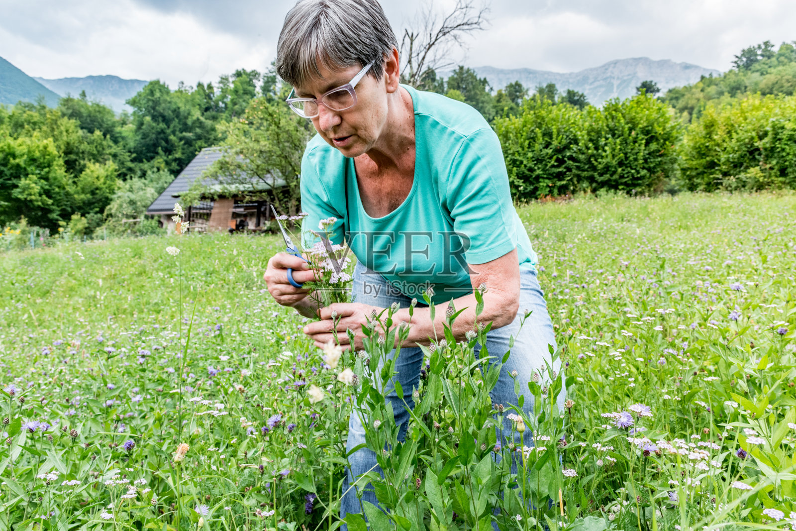 夏季在高山牧场上采摘蓍草花的年长妇女照片摄影图片