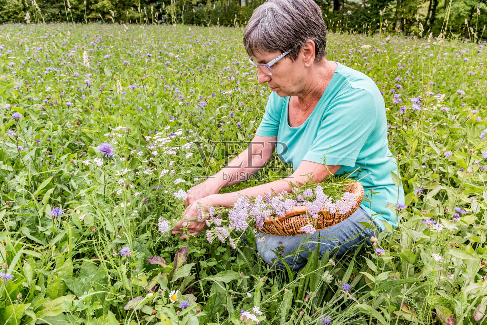 夏季在高山牧场上采摘蓍草花的年长妇女照片摄影图片