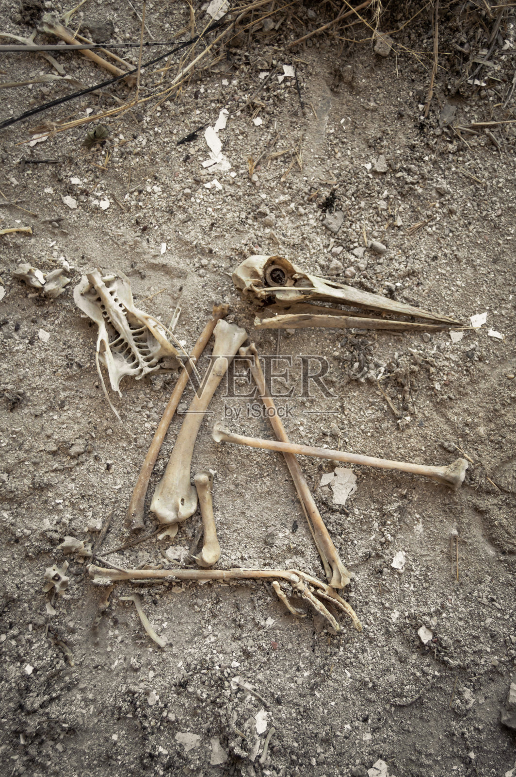 鹤的完整的头盖骨或头盖骨，有喙和另一根骨头。在筑巢区附近发现的不同鸟类骨头。照片摄影图片