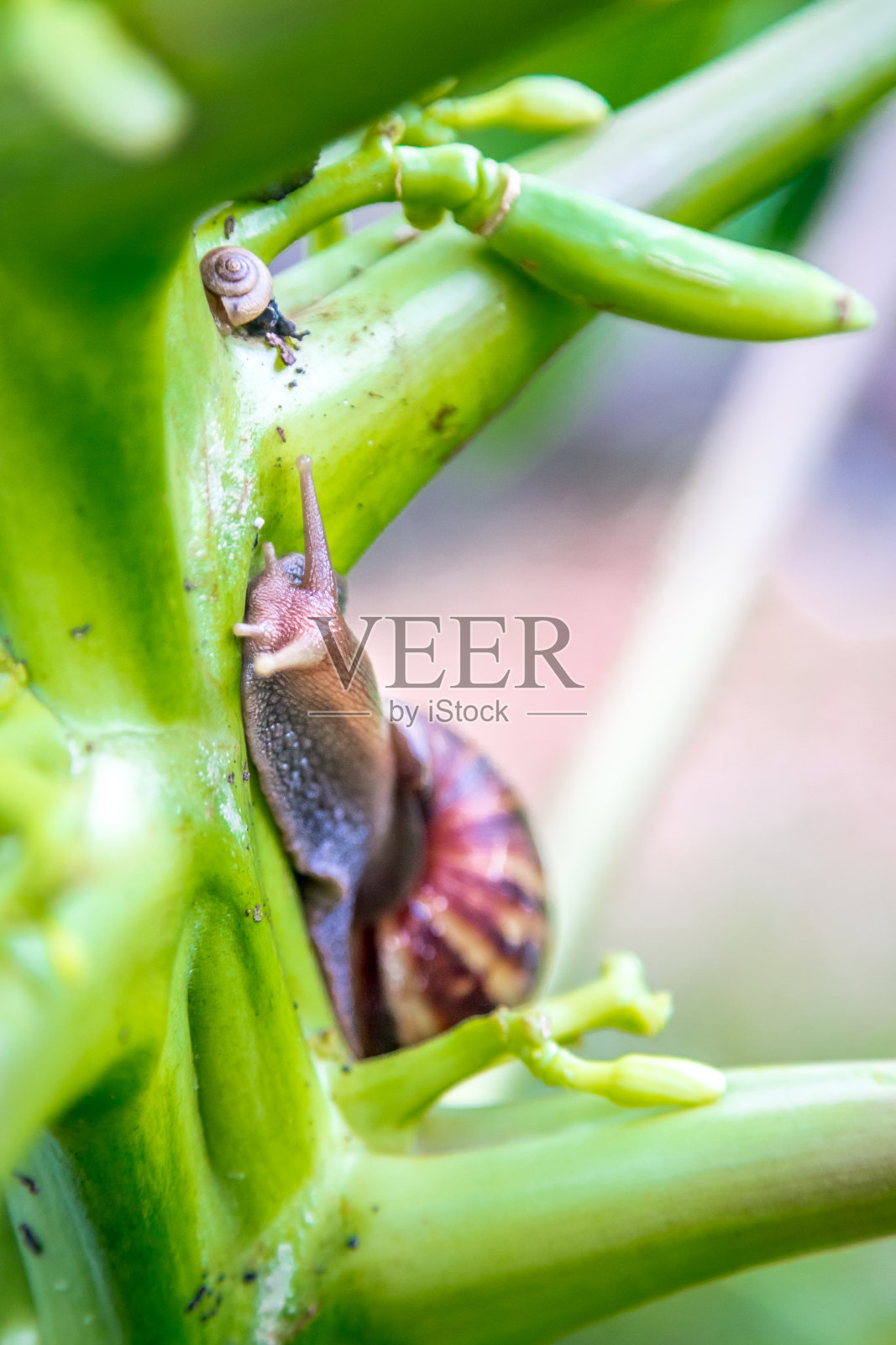 树上的蜗牛照片摄影图片