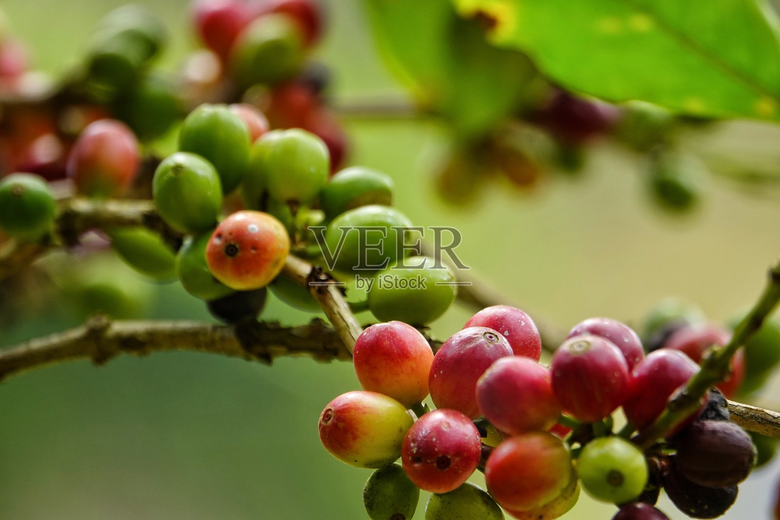 五颜六色多汁甜的咖啡浆果照片摄影图片