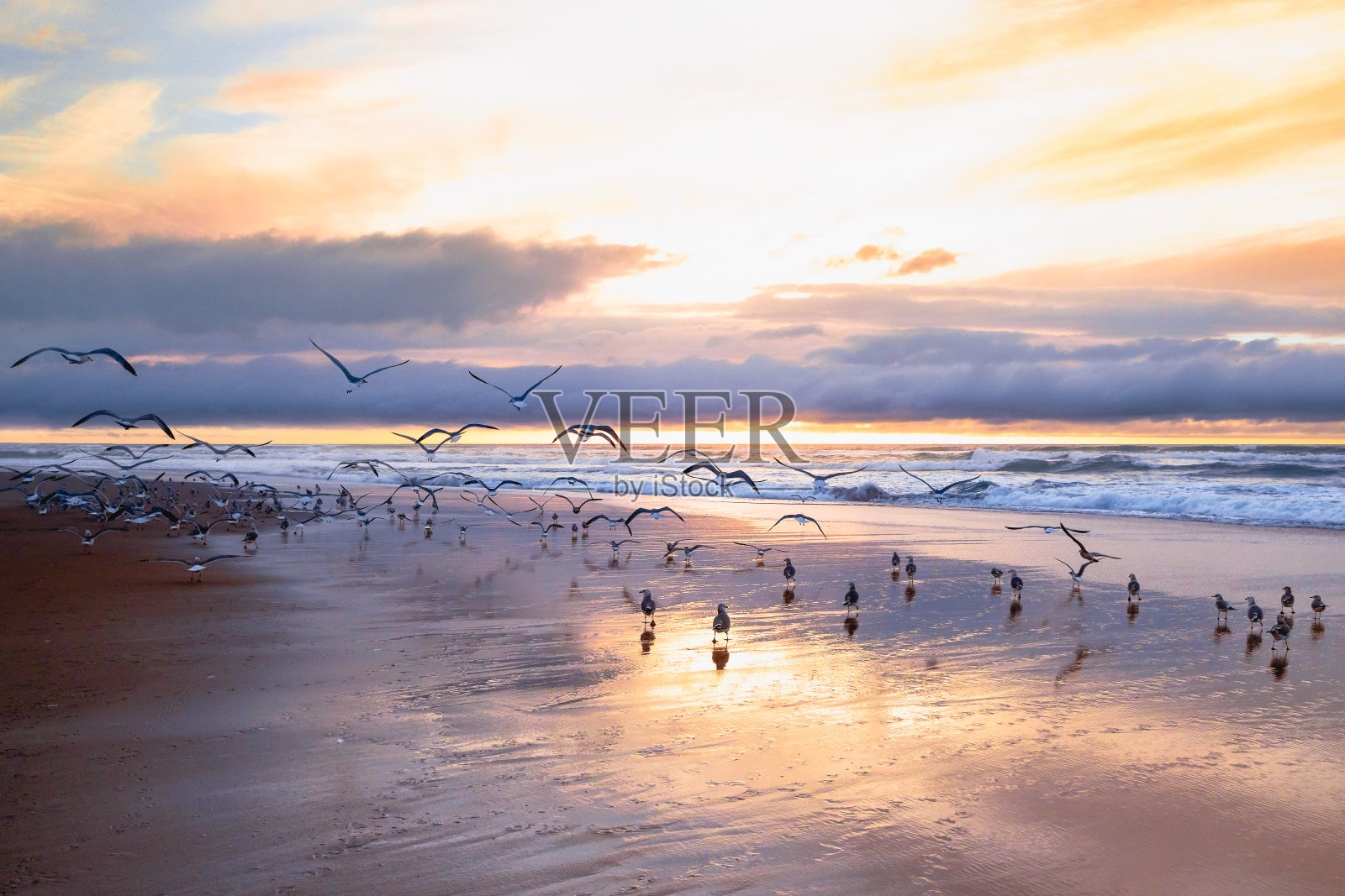 美丽的日落在海滩上鸟群照片摄影图片