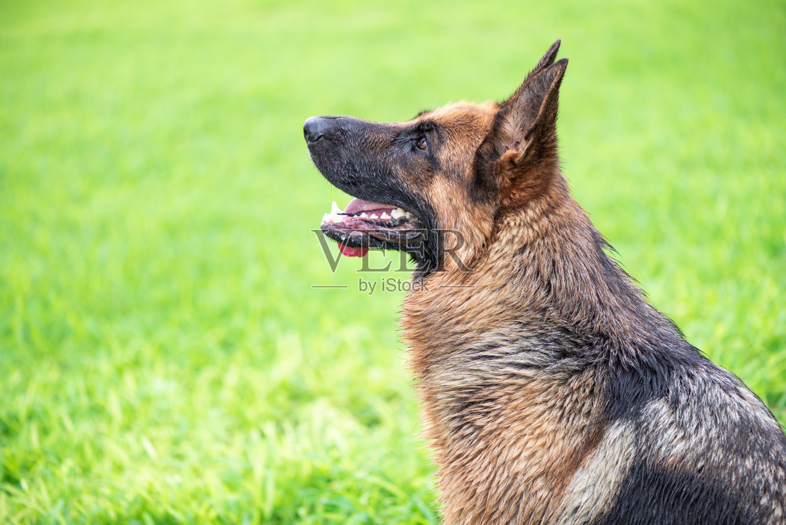 草坪上的德国牧羊犬照片摄影图片