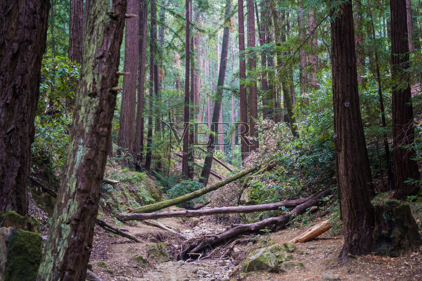 红杉(Sequoia sempervirens)森林，旧金山海湾地区，加利福尼亚照片摄影图片