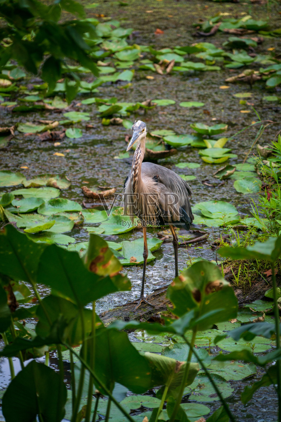 凯霍加谷国家公园的蓝鹭照片摄影图片