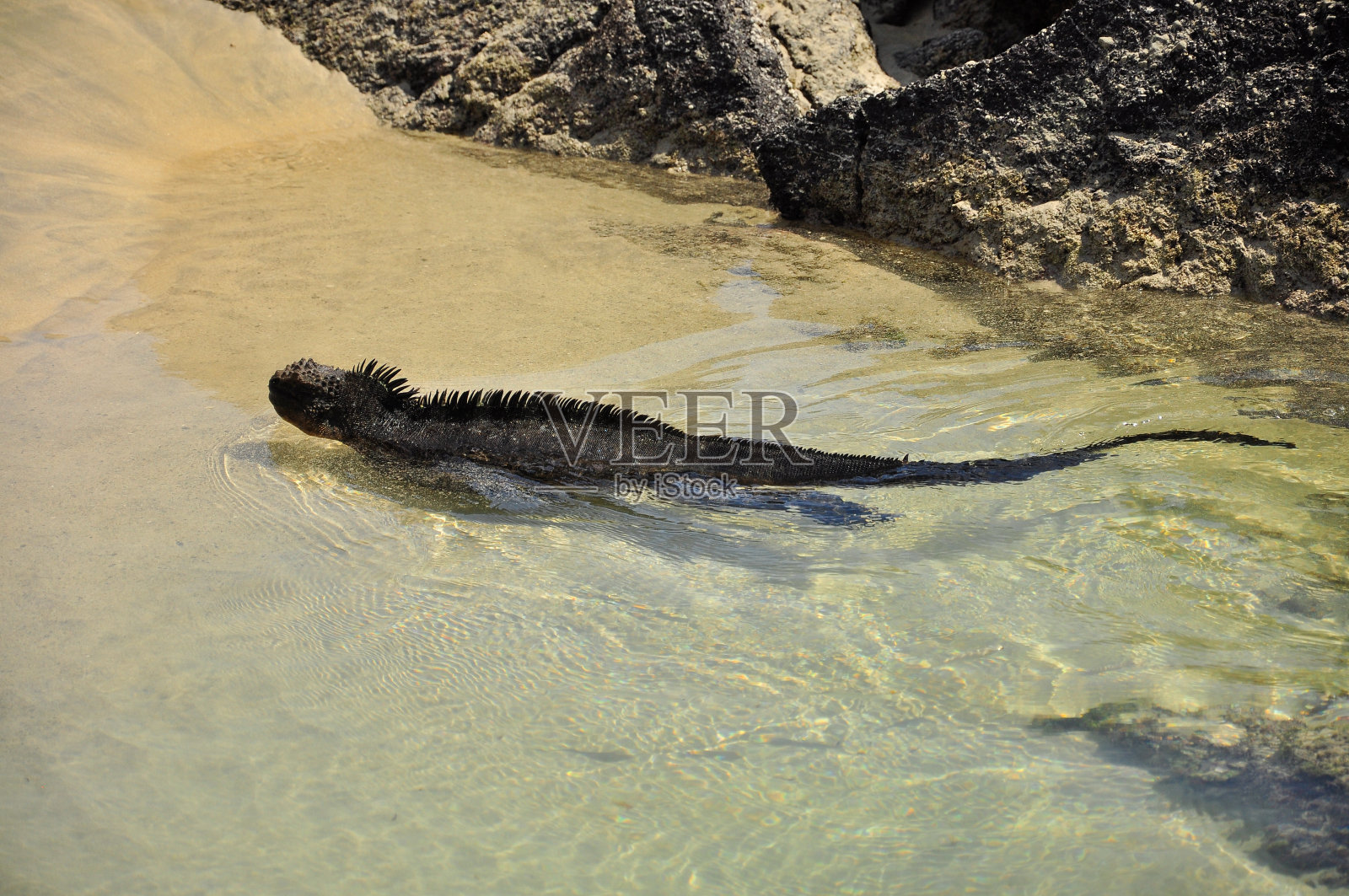 一个海鬣蜥照片摄影图片