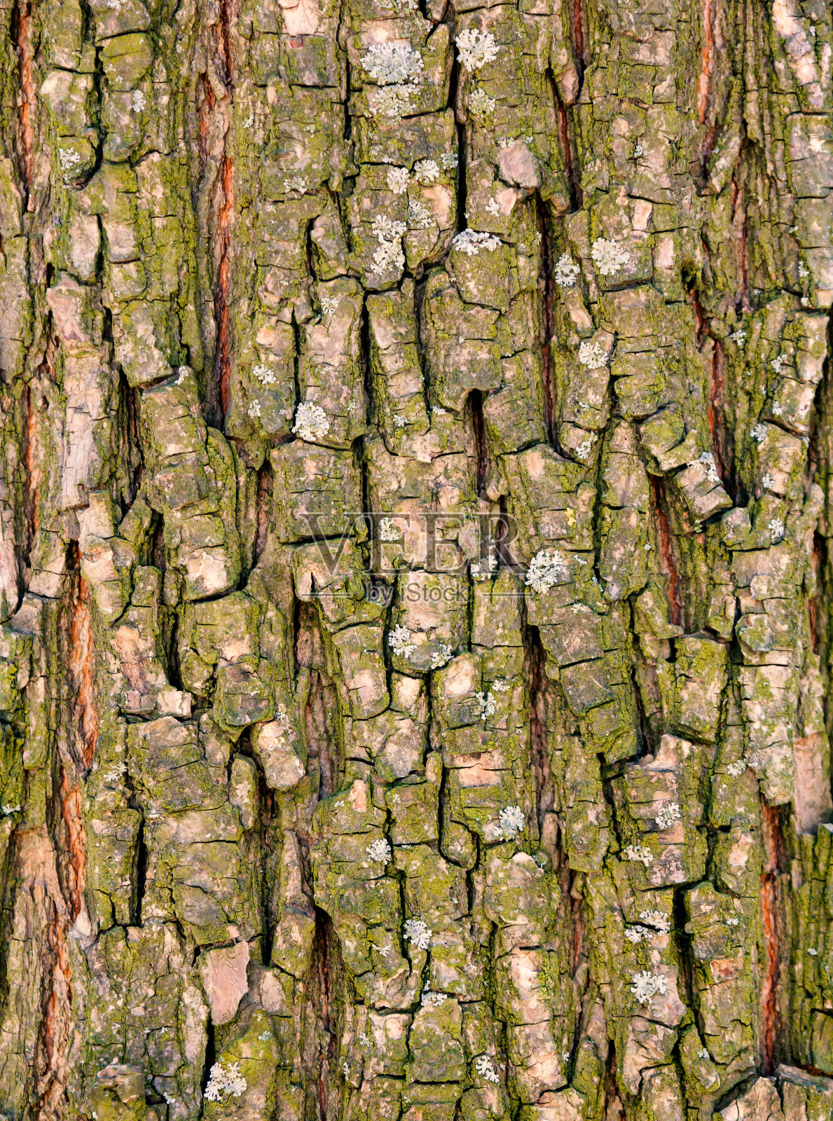 树皮纹理照片摄影图片