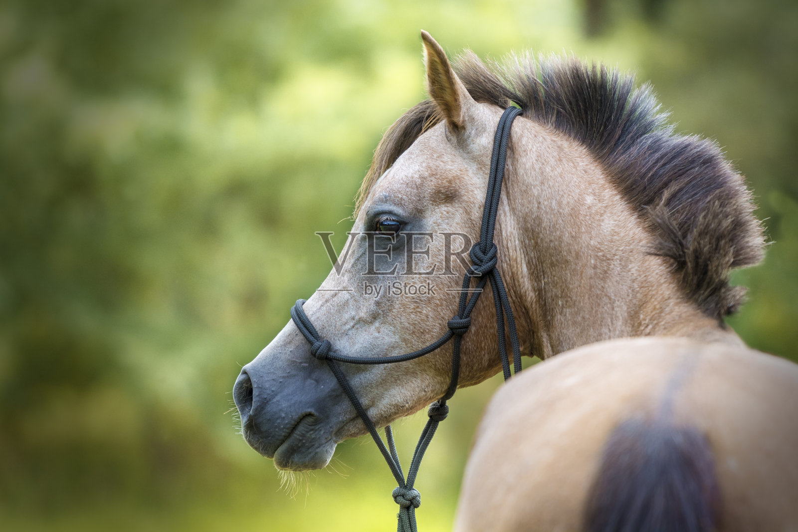 阿拉伯纯种马的肖像照片摄影图片