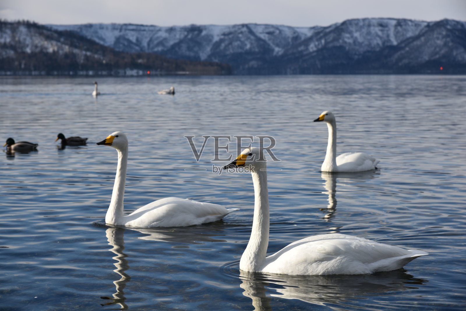 冬天的kusyaro湖照片摄影图片